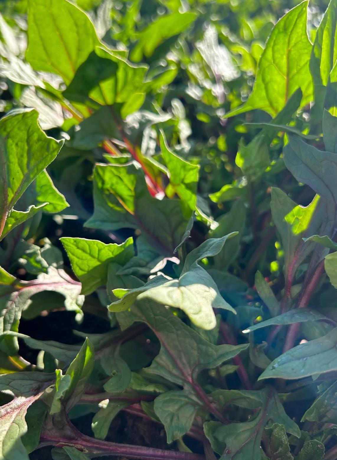 Seasonal Farm-Fresh Produce