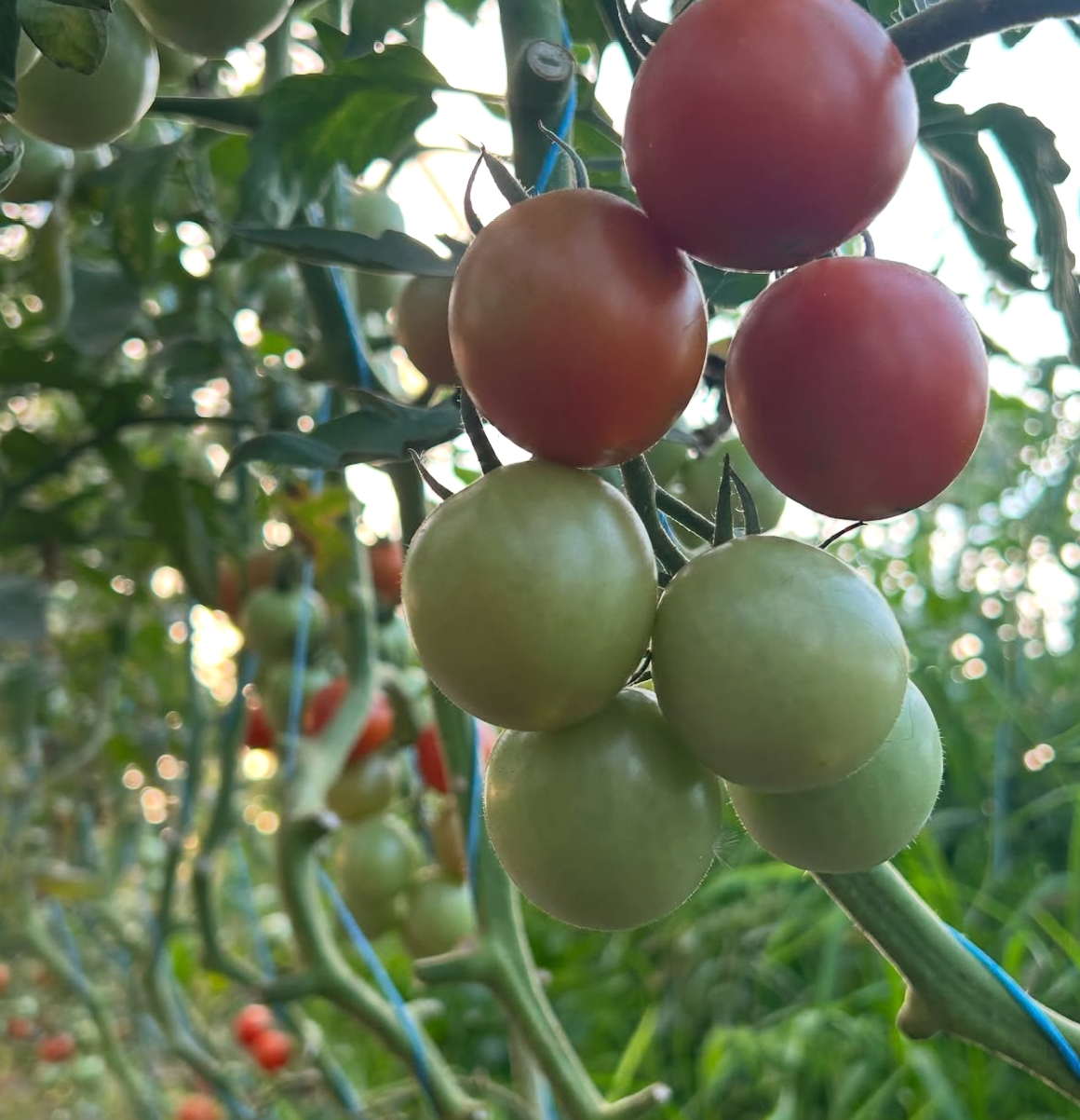 Seasonal Farm-Fresh Produce