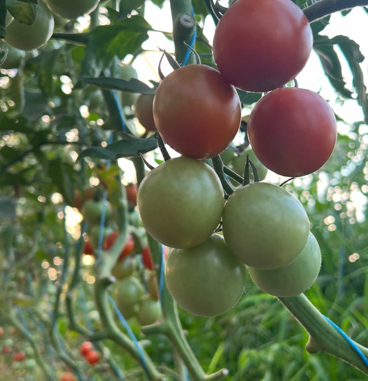 Seasonal Farm-Fresh Produce