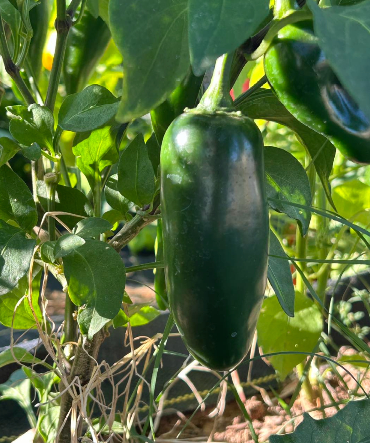 Seasonal Farm-Fresh Produce